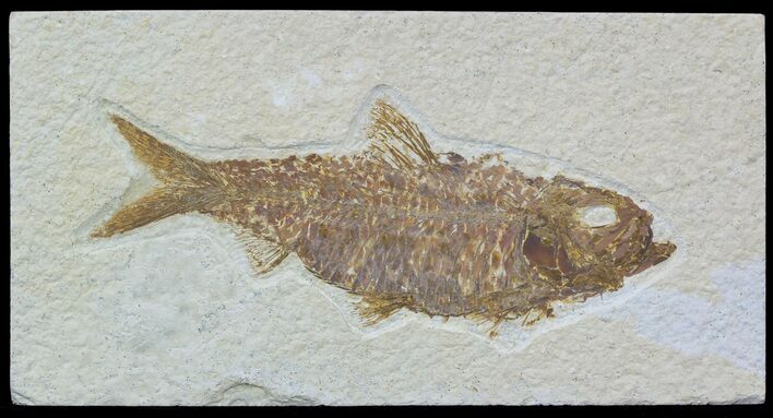 Detailed, Knightia Fossil Fish - Wyoming #54300